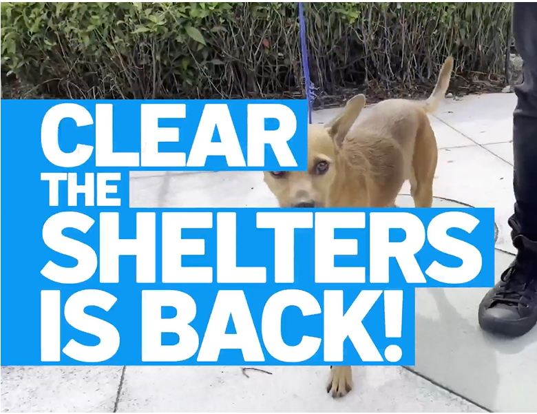 20240719_NBCNY_ClearTheShelters