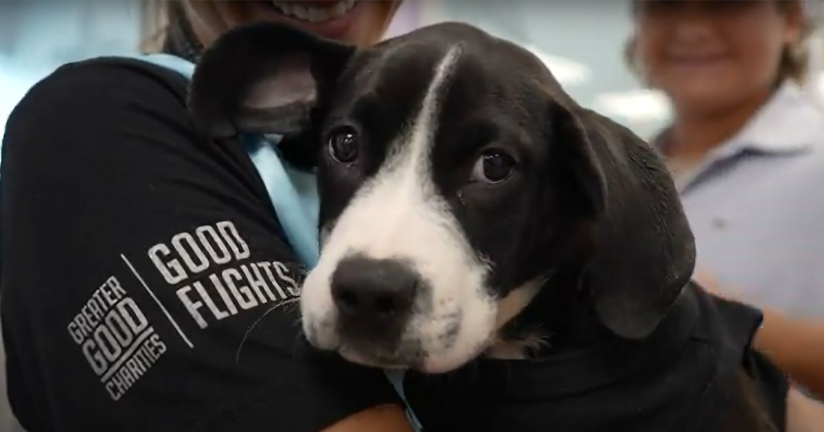 How Greater Good Charities Helps Less Adoptable Pets Get a Second Chance