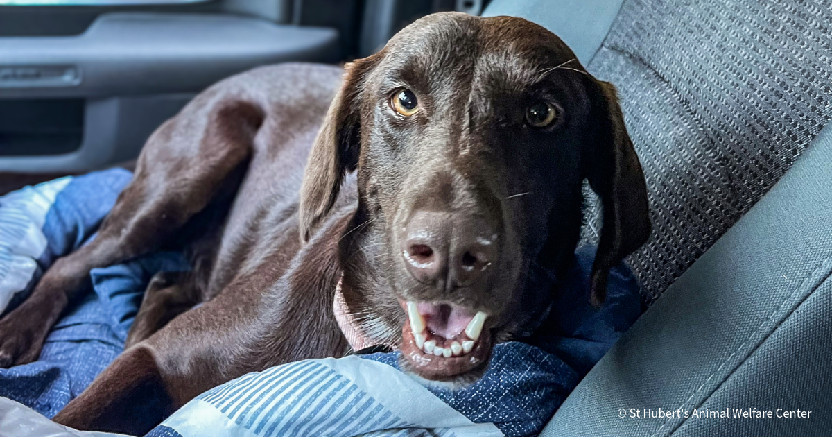 The Ripple Effect: How “Save a Heart” Support for One Dog Saves Many