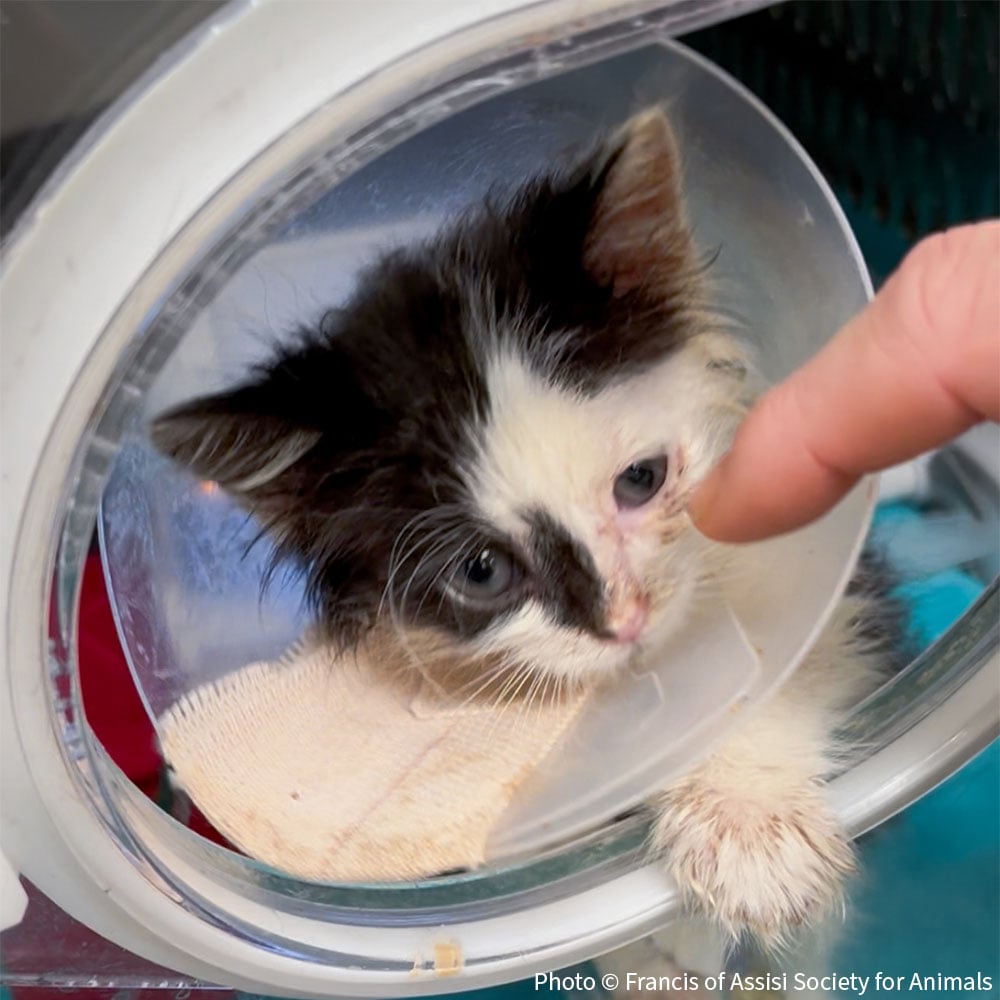 20260814_EAM_Kittens_002_FrancisOfAssisiSocietyForAnimals
