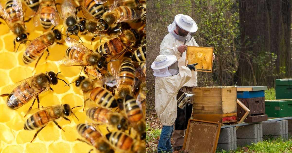 68471f50f5f4848cd53be443_nucleur-boxes-bees[1]