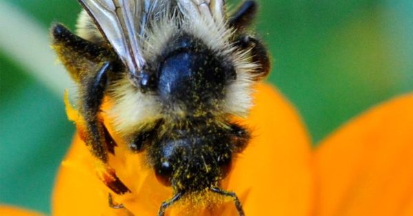 Save the Rusty Patched Bumblebee