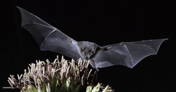 How Your Donations Preserve At-Risk Bat Species and the Biodiversity of Their Environment