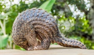 7 Things You (Probably) Didn’t Know About Pangolins