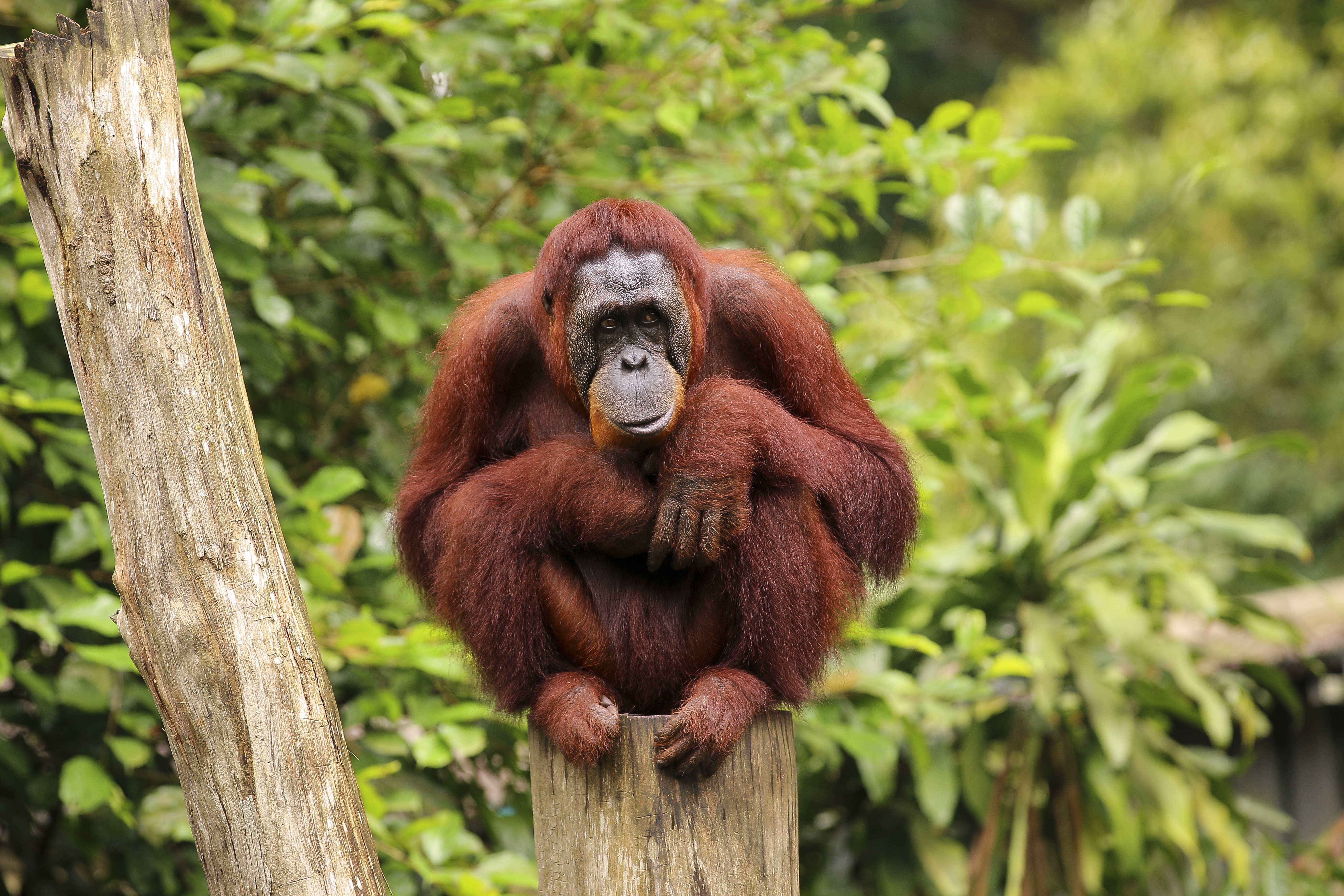 Sumatran Orangutans