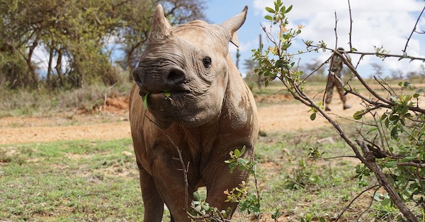 Safeguarding Rhinos Through Science and Conservation