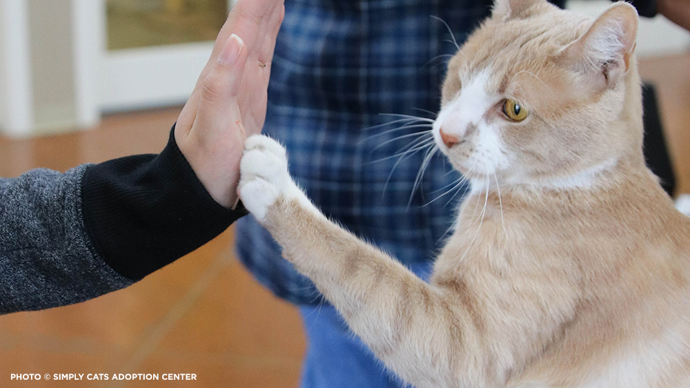 Blog04062023-20230331_Crash_High_Five_Cadbury_Bunny_Cat_Pawsitive_©_Simply_Cats_Adoption_Center_Jackson_Galaxy_Project Blog04062023-20230331_Crash_High_Five_Cadbury_Bunny_Cat_Pawsitive_©_Simply_Cats_Adoption_Center_Jackson_Galaxy_Project