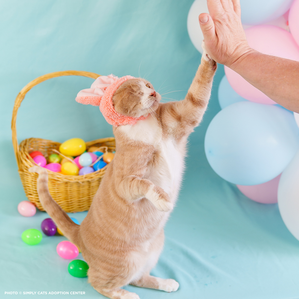 Blog04062023-20230331_Crash_High_Five_w_Bunny_Ears_Cadbury_Cat_Pawsitive_©_Simply_Cats_Adoption_Center_Jackson_Galaxy_Project (1) copy