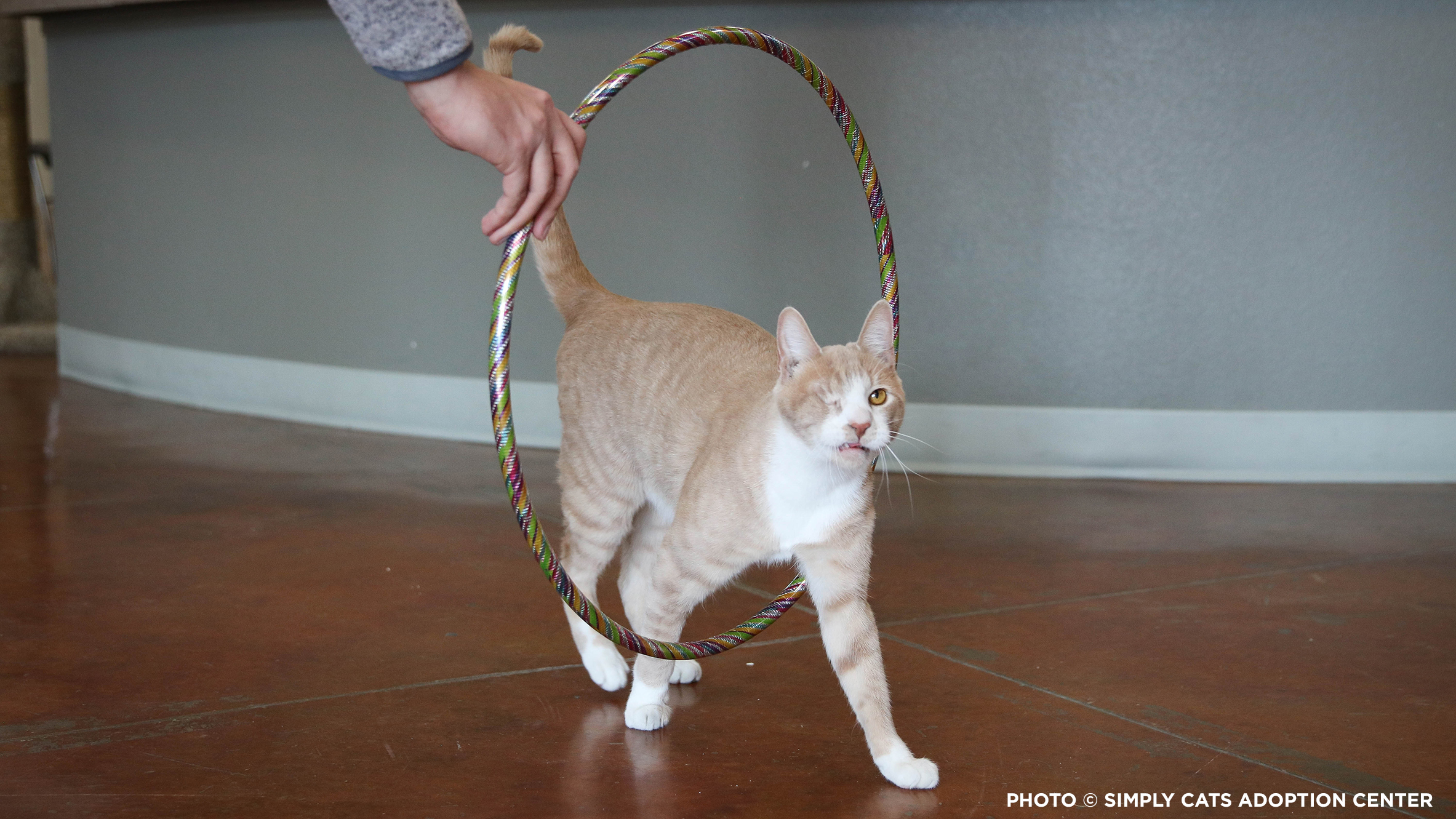 Blog04062023-20230331_Crash_Hoop_Cadbury_Bunny_Cat_Pawsitive_©_Simply_Cats_Adoption_Center_Jackson_Galaxy_Project Blog04062023-20230331_Crash_Hoop_Cadbury_Bunny_Cat_Pawsitive_©_Simply_Cats_Adoption_Center_Jackson_Galaxy_Project