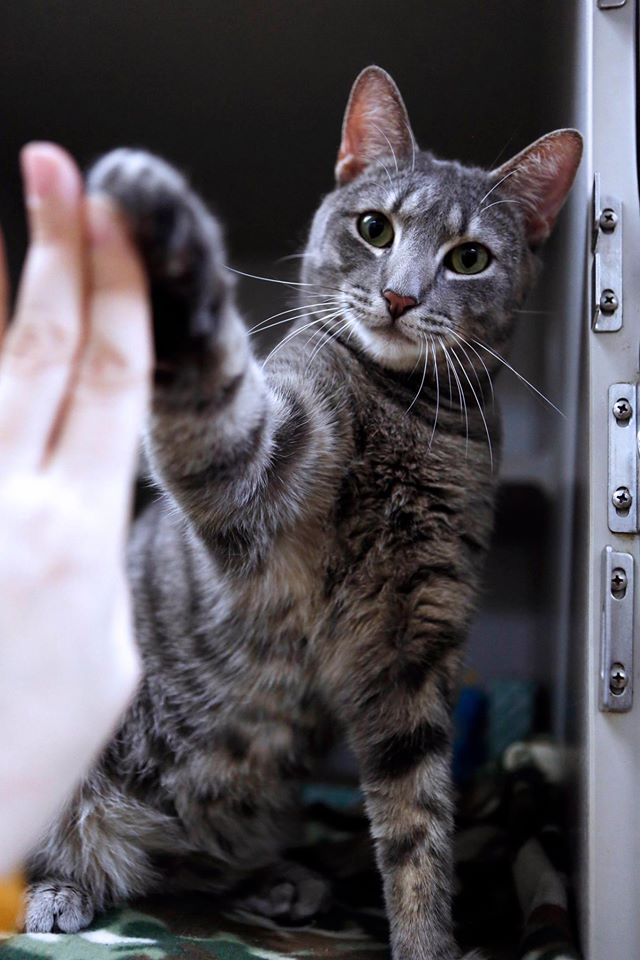 Cat Pawsitive - Flickers High-Five