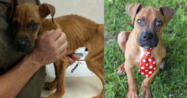 A Dog Named Champ Benefits from the Generosity of Donors