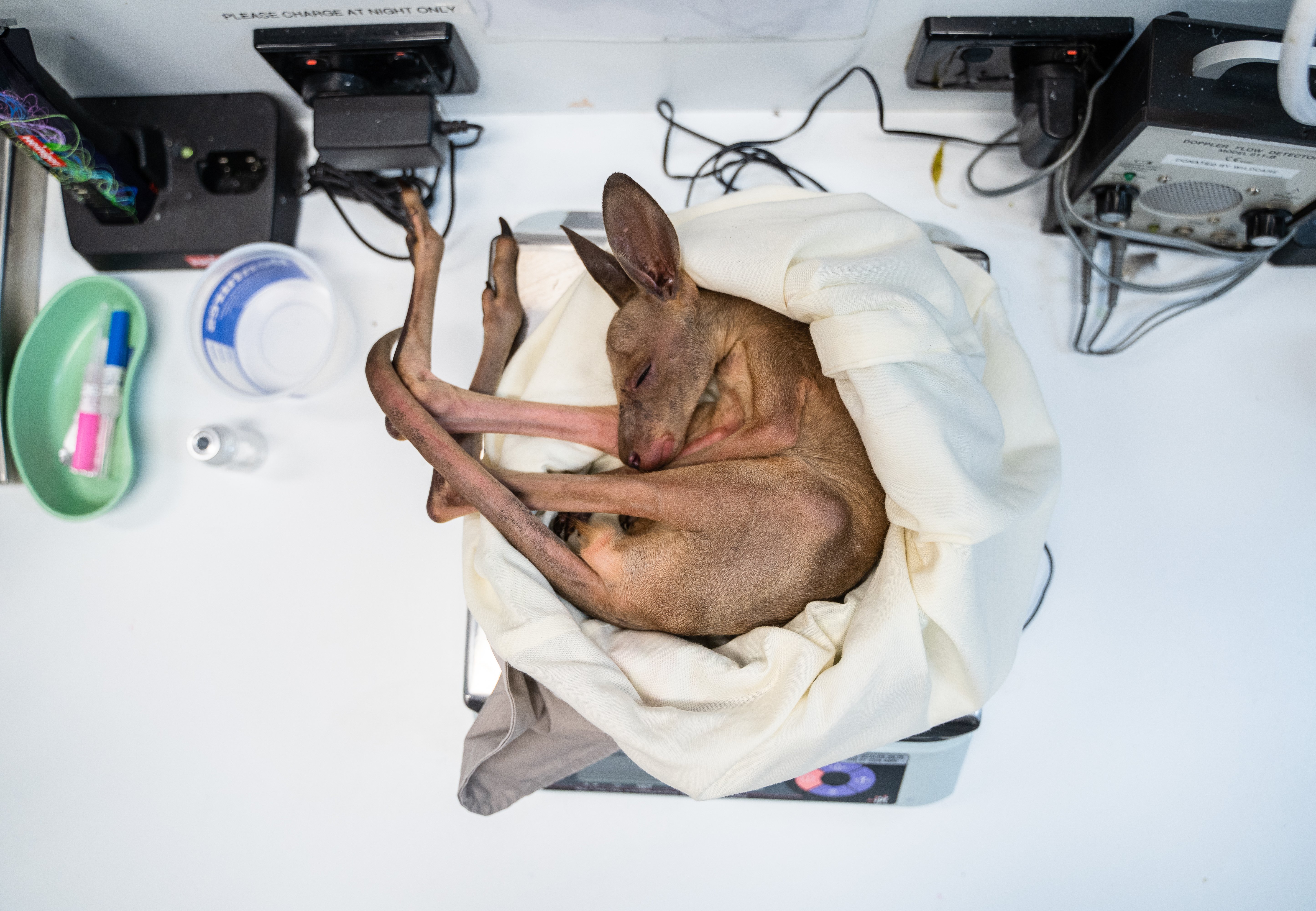 Connie the Joey Police Rescue_©RSPCA Qld_Australian Bushfires 2020