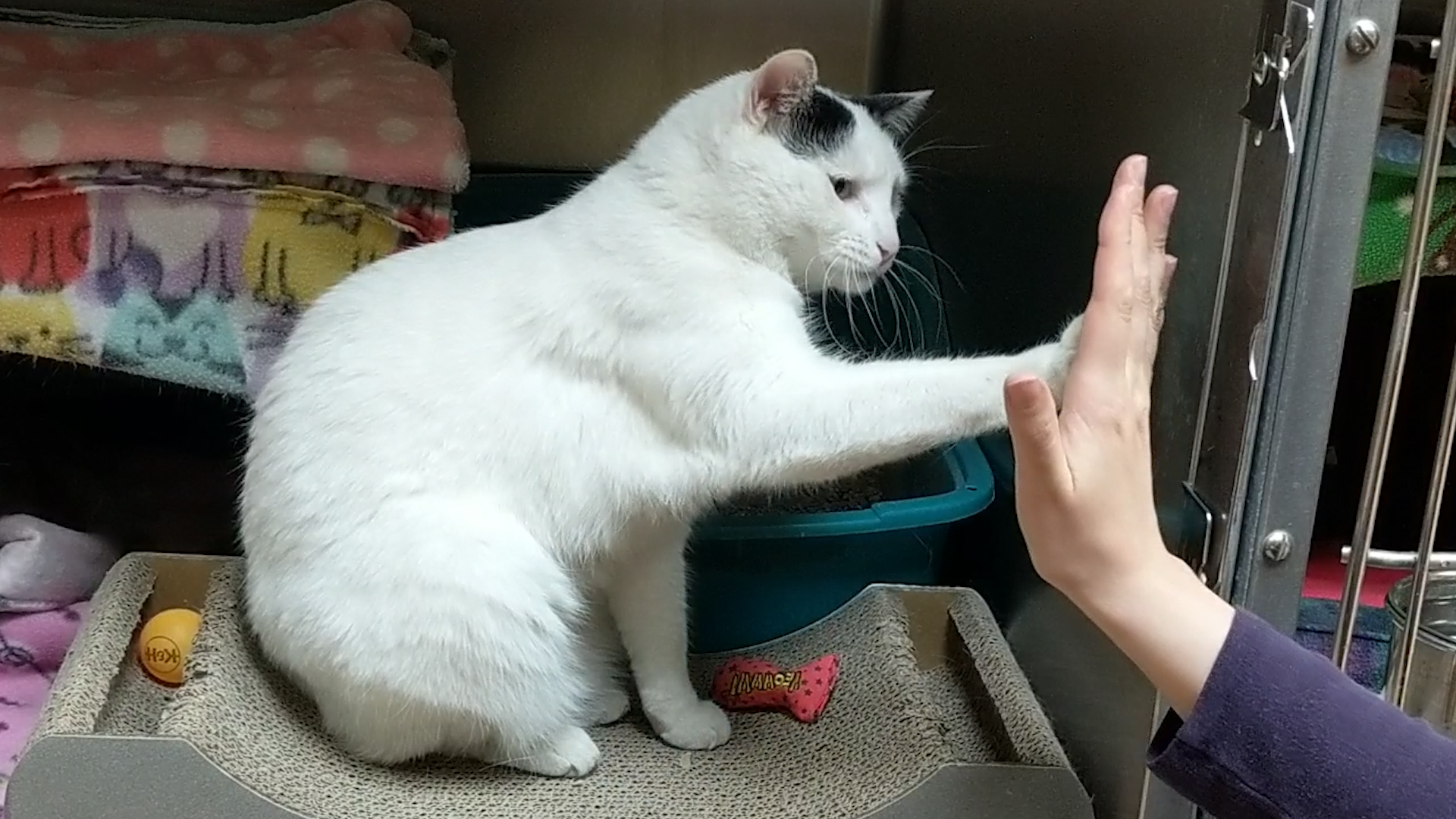 DCAS Mastery Queenie Targeting High Five 2-23-20 (1)