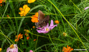 Ecosystems Affect Everything: Why Protecting Wildlife Protects Us All