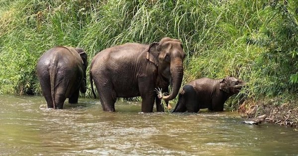 Making a Positive Change for Elephants in Thailand