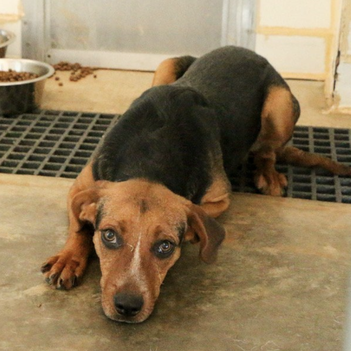GOODS-give-the-gift-of-a-full-belly-dog copy