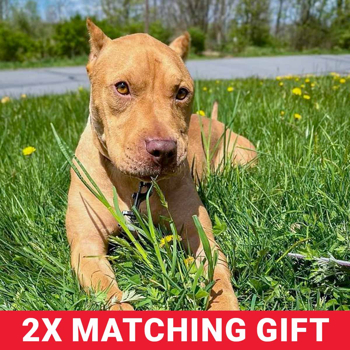 GivingTuesday-HLM-2XMatch-1200x1200-3 GivingTuesday-HLM-2XMatch-1200x1200-3