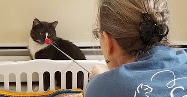 Cat Pawsitive Pro Has Transformed Lives at Gifford Cat Shelter