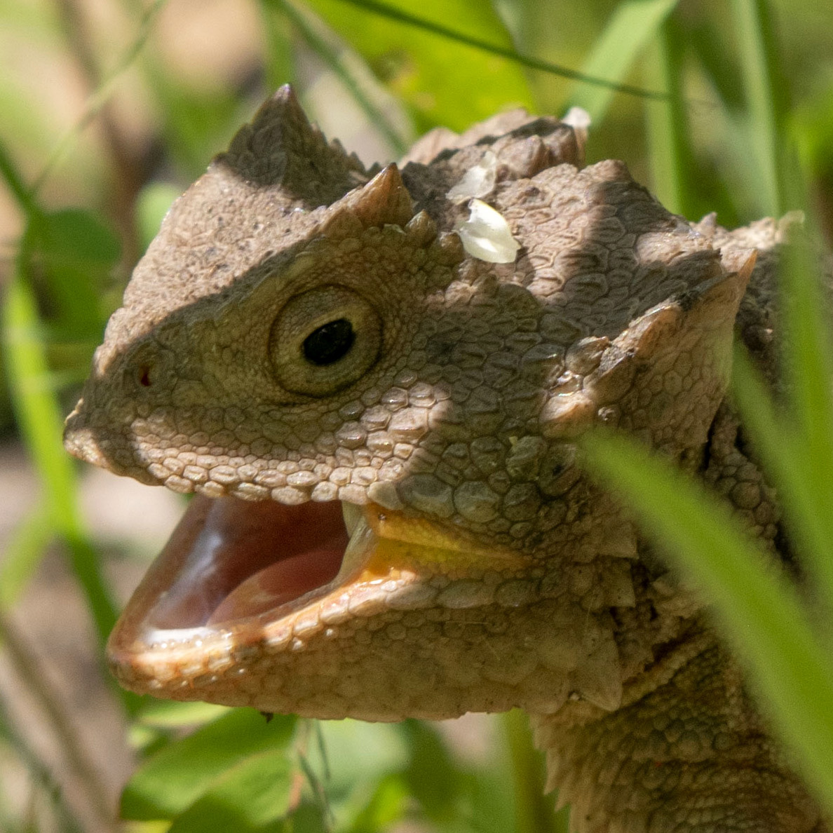 Horned Lizard-flora-fauna-square