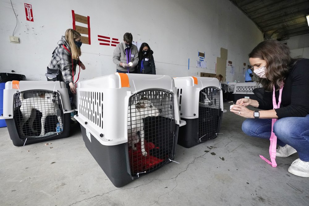 Hundreds-of-shelter-dogs-cats-flown-across-the-Pacific
