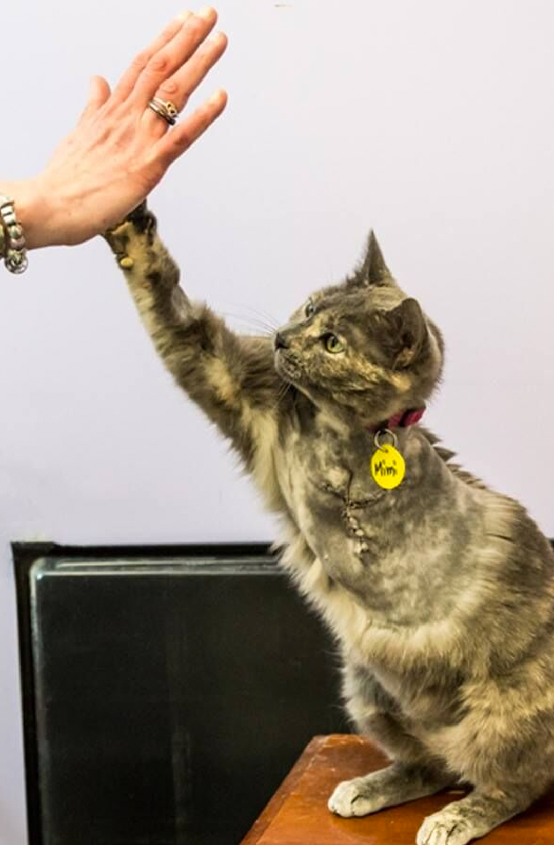 cat high five