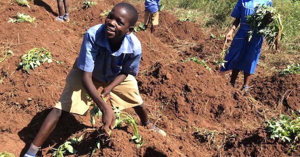 Fighting Famine in Uganda with the Potato Vine
