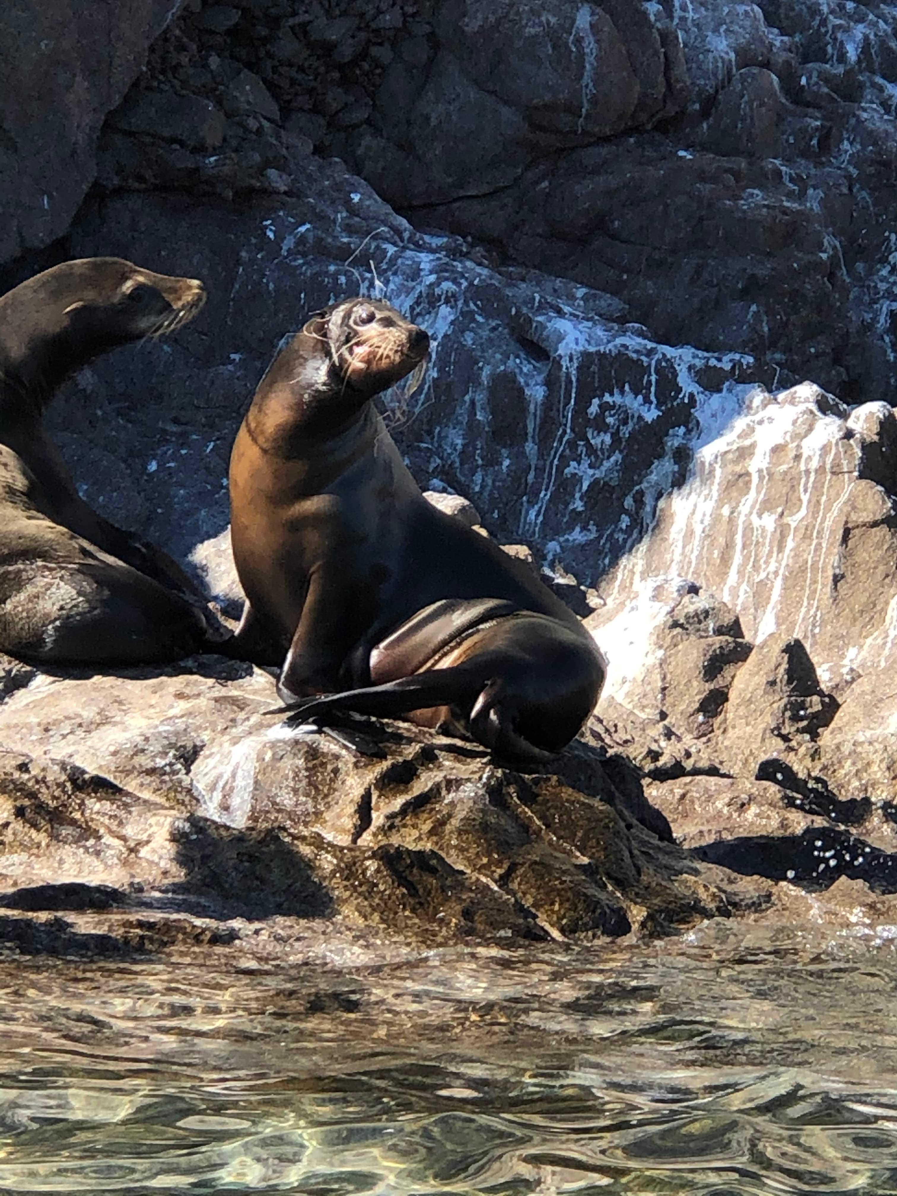 Sea Lion tangled in fishing line.