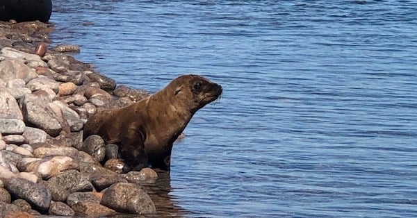 Protecting the Sea Lions