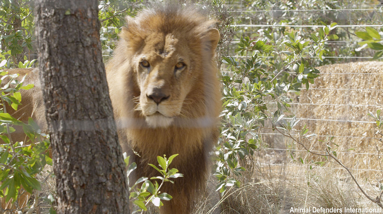 33 Circus Lions Have Arrived in South Africa
