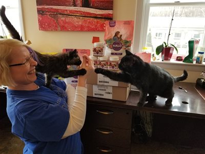 Ariana-and-Teddy-High-Five-together-with-Vicki-Gifford-Cat-Shelter.jpg