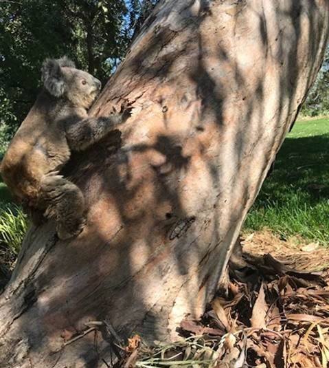 Koalas Released Back Home After Being Rescued From Bushfires