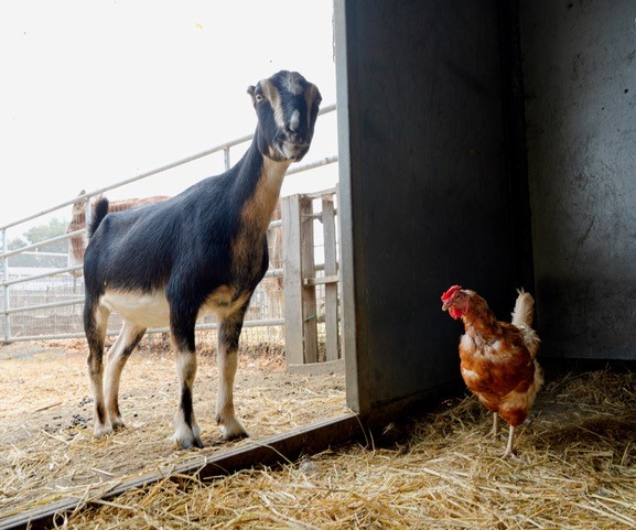 A rescued goat and chicken stand together in a barn. 