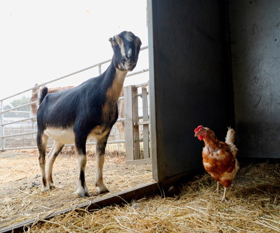 A rescued goat and chicken stand together in a barn.