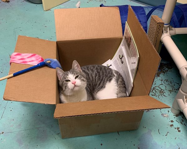 HPAC-Willow-loves-the-box-cropped.jpg