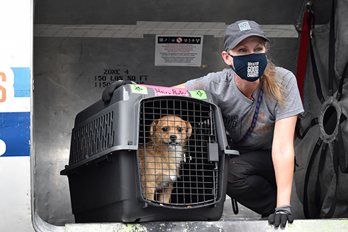 Erin Robbins from Greater Good Charities unloads a heartworm-positive pet passenger after transport.