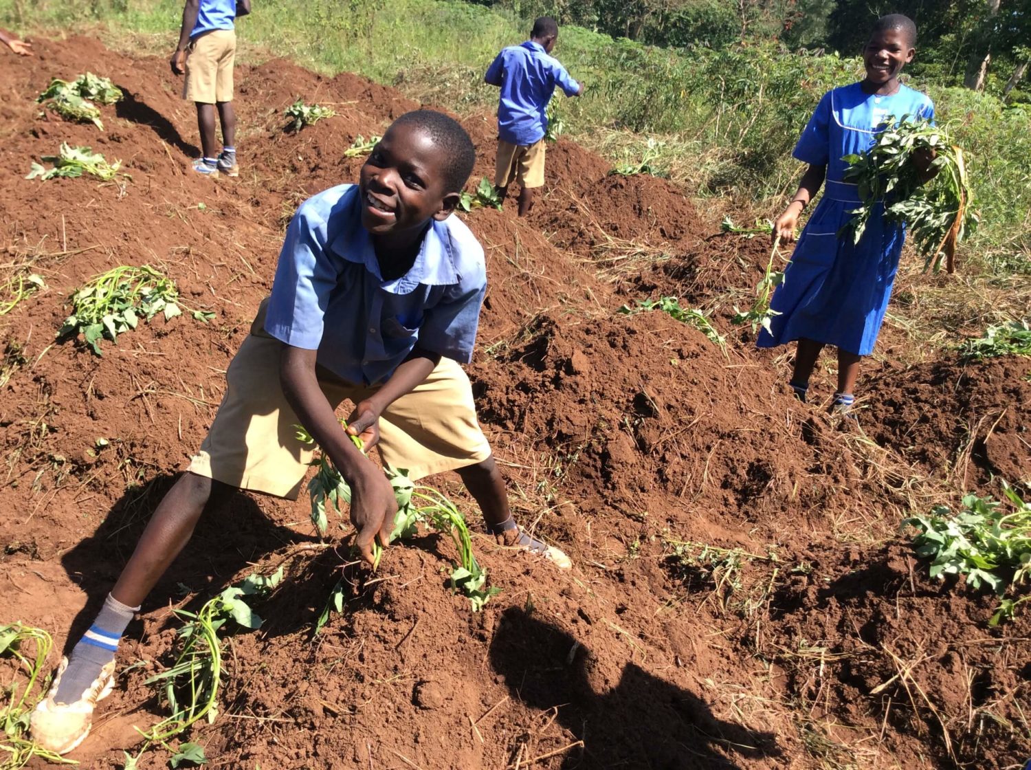 Fighting Famine in Uganda with the Potato Vine