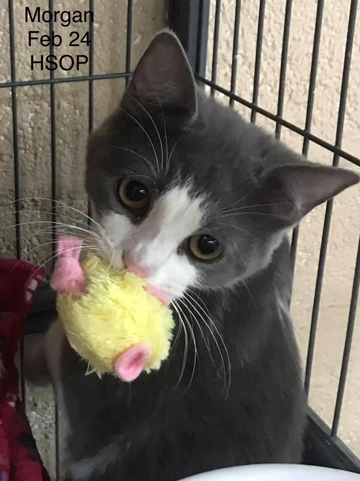 Superstar Cats Shine at Humane Society of Parkersburg