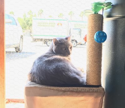Nadius-Sunbathing-at-Town-Cats.jpg