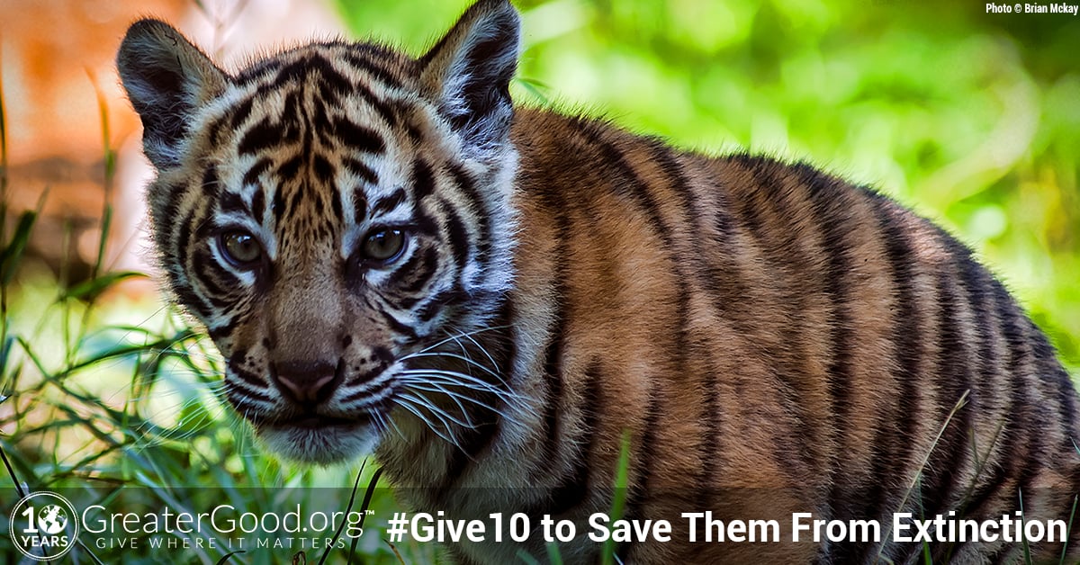 Save the Sumatran Tiger From Extinction