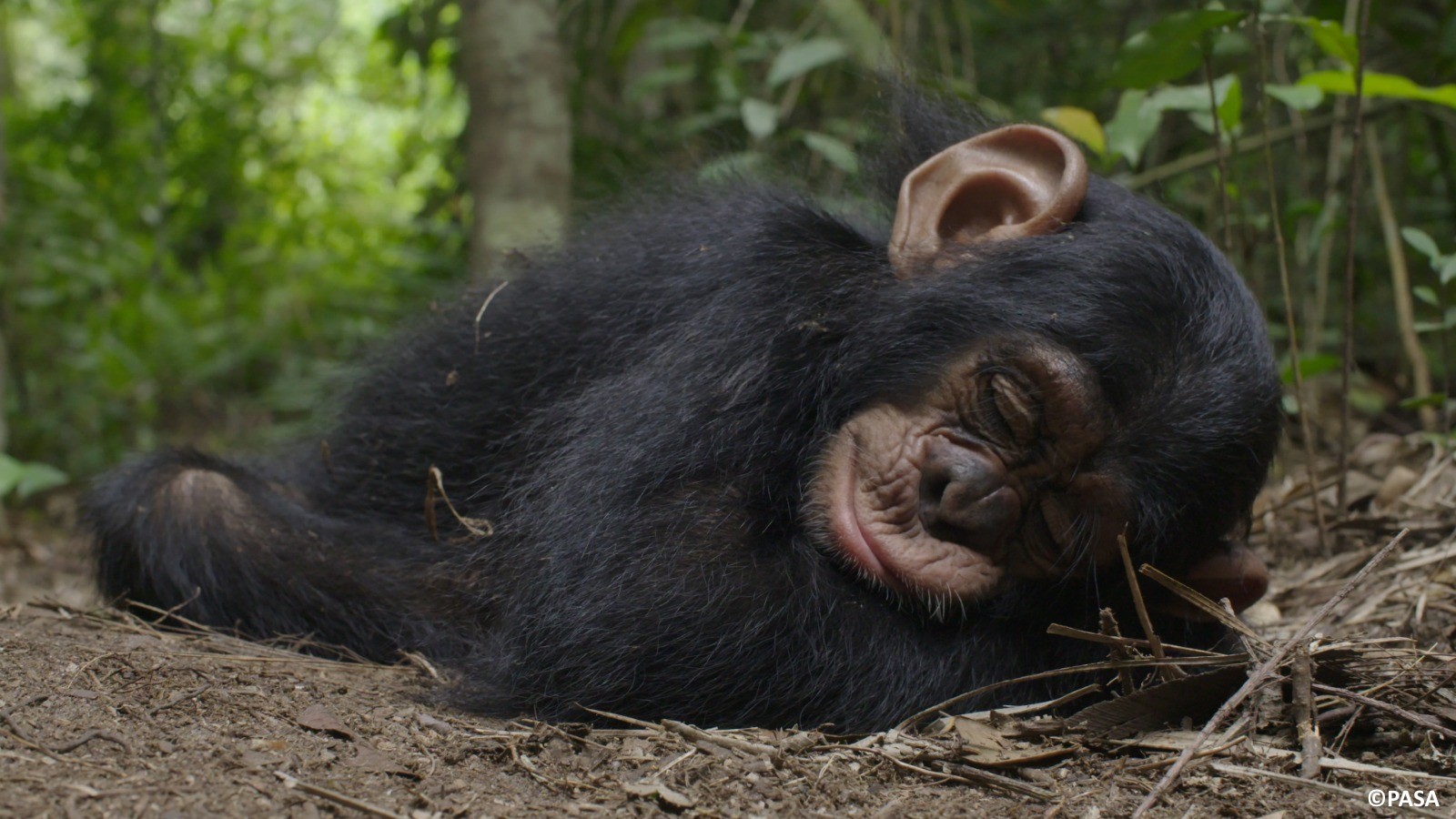 Three Chimpanzees Find Safety After Harsh Neglect