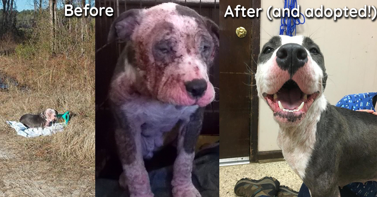 Neglected and Abandoned​ – Davina’s Transformation Will Warm Your Heart