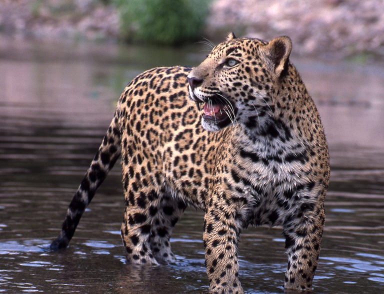 jaguar-Panthera-onca-4-AVD-1a-768x588