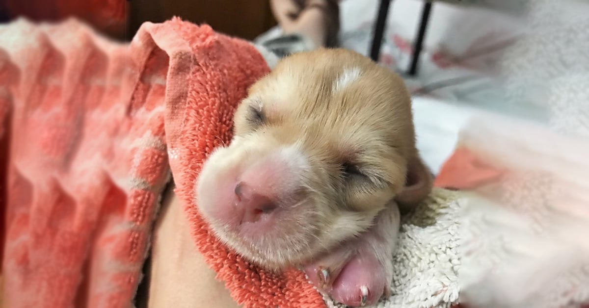 Newborn Pup Survives Against All Odds