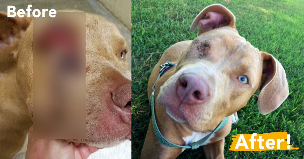 Rescue Dog Shot Three Times and Left for Dead