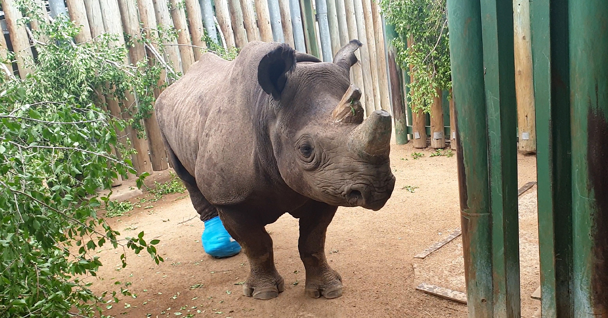 Goose the black rhino