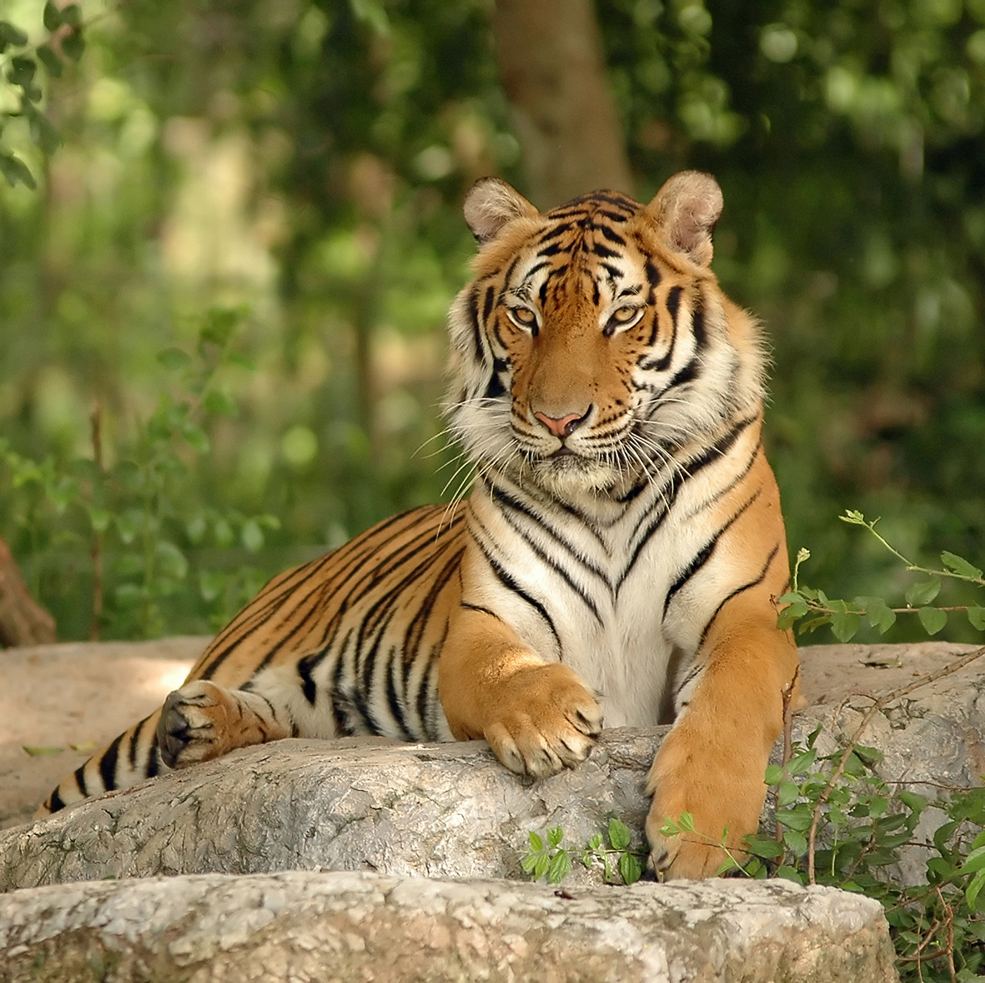 Indochinese tigers