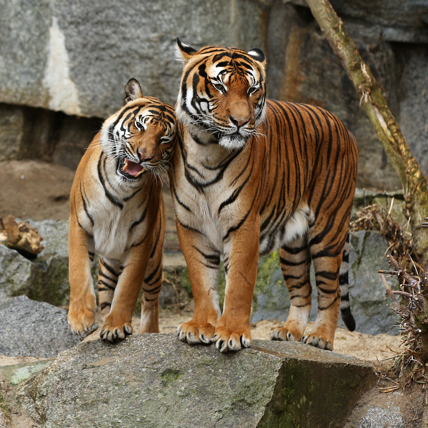 Indochinese tigers