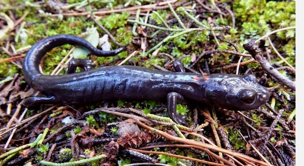 Greater Good Charities Uncovers Rare and Exotic Salamander
