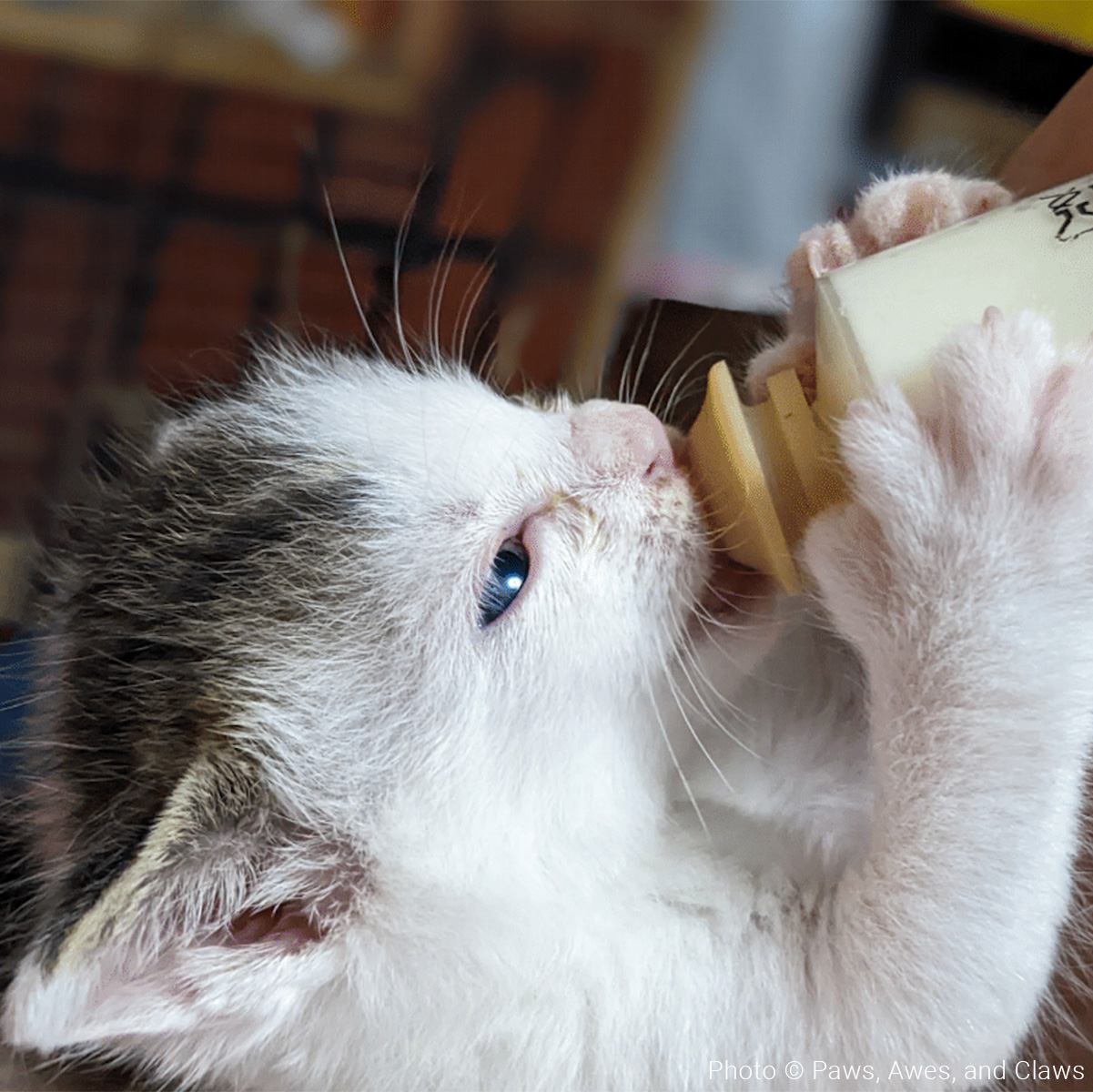 a-kitten-drinking-milk-from-a-bottle-with-the-caption-how-to-bottle