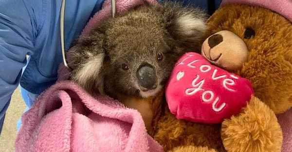 Australian Wildlife on the Mend
